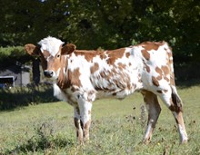 Catchit Gayle x 20 Guage 2022 Heifer