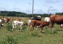 cowboy catchit heifers