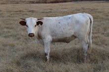 Silver Straight Arrow