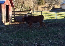 G6 2015 El Victoria Steer