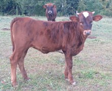 Cowboy Way x Cocco Nut Brown heifer