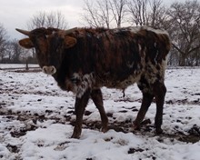 Cowboy Way x Cinnabon bull