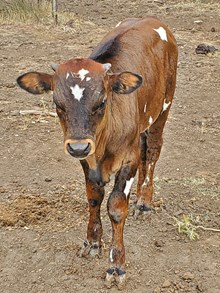 Bull named Sue 