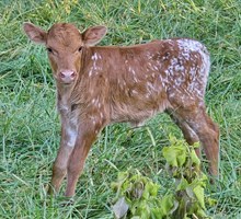 Tosser x Charming heifer