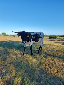 Magnum's Dylan Grace