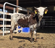 MAIN'S MAGIC MORNING