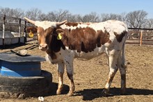 MAIN'S COAT OF PEARLS