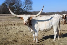 Silver Enough For You