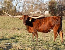 JY GRANDE SECRET WEAPON