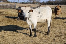 Silver Heart of Respect