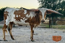 TXN Rubicon