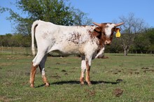 MML RIO FANTOM HEIFER