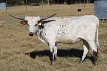 Silver Heart of Respect