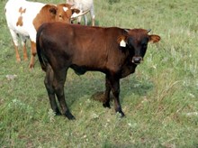 Calf 963 Bull