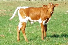 ACC STEER PROSPECT 511/11