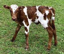 YR Heifer Calf