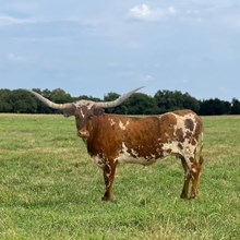 HUBBELLS SHE'S A TOPPER 