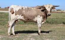 Crowns Boogey Nights