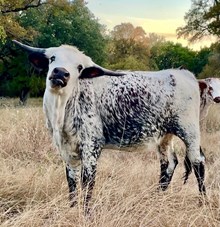 Valentine's June Bug