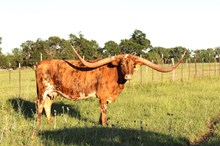 Brazos Hosanna