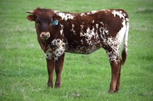 Brazos Gage 117/24