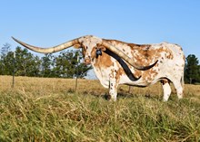 LTL CATCH ME A COWBOY