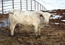 Coyote White's 2013 bull