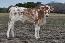 Golden Eagle X Joyous