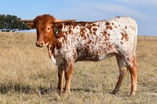 #16 #G36 REBEL X 20G SPECIAL