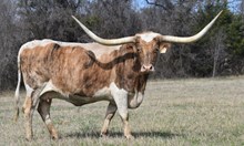 RJF RIO NET WORTH  TAG 229