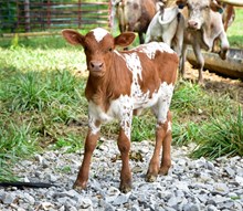 Tux’s Sherry x Main Event