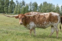 MWR  DUSTED IN CONFETTI