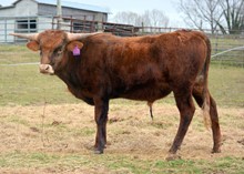 CAROLINA BUSHWACKER