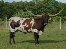 HUBBELL'S RIO DARLIN
