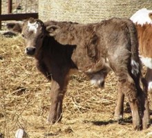 Faded Dreams Bull Calf