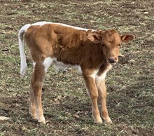 Golden Eagle x Rivers