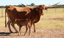 Crown Royal x Heartbreaker II Bull Calf