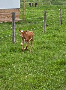 Hubbell 20 Gustav x Ginger snap SRC