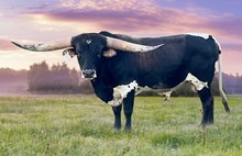 Hubbells Crown Royal