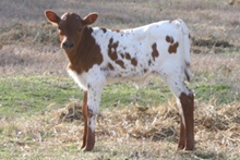 Rio Darlin heifer