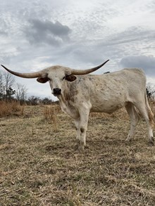 YMI Geronimo's Bunnita