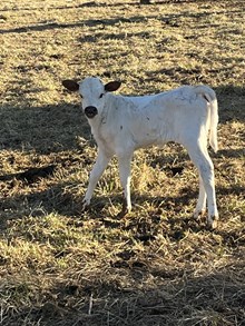 Bunny x Geronimo hef