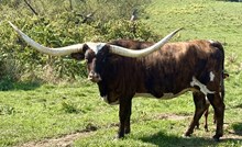 HUBBELLS CROWN JEWEL