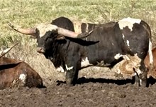 Iron Span x Crown Jewel 