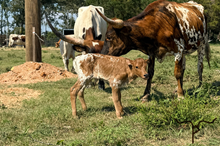Cowgirl 2025 Heifer