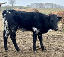 Stick and move x Francie gauge