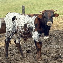 Heart breaker x cosmic Grace bull 