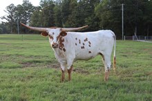 LC ELLA JO