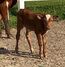 38 Special x HollyB Fancy Rose Bull Calf