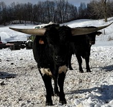 Mama Tried x Roman Rivers